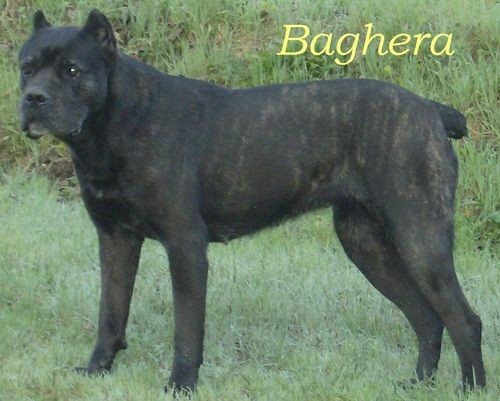 Baghera from Eurasia kennel