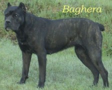 Baghera from Eurasia kennel