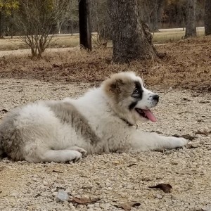 Pandora in Texas 9 Weeks old