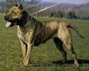 Presa Canario