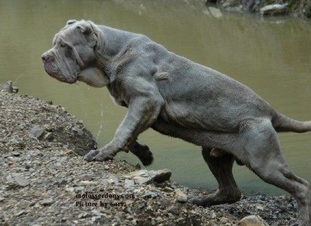 From Alleri Kennel, Italy