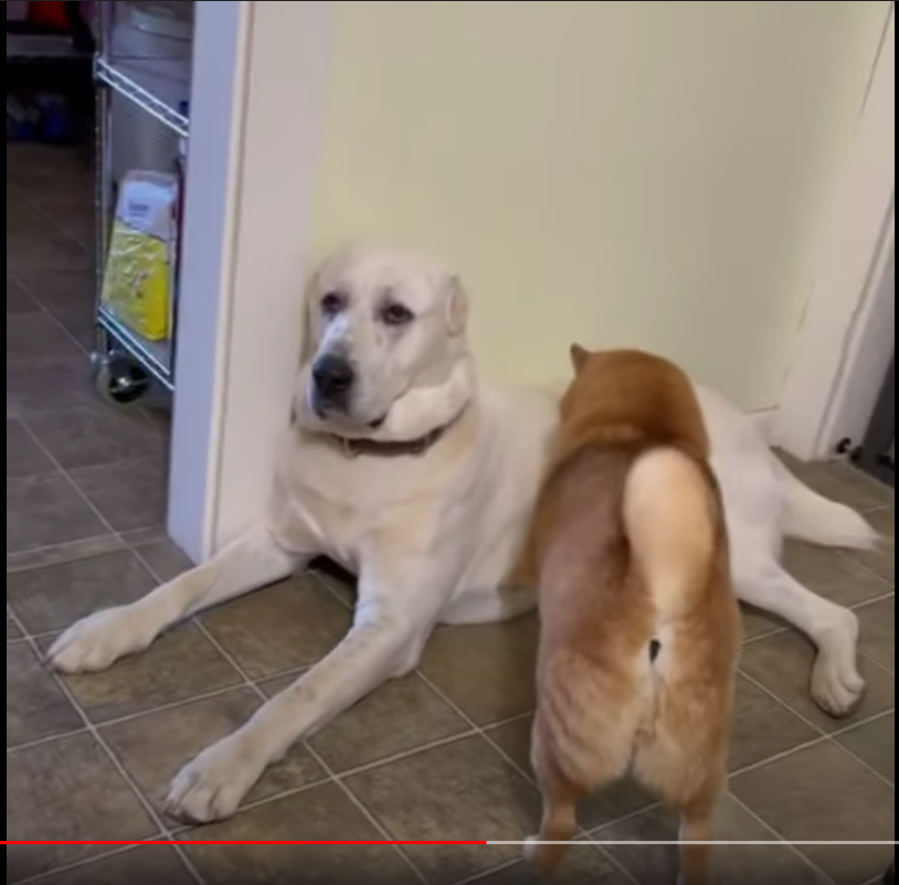 hbcr6fakvmn57fmuypitmnsmewbhft4i.png