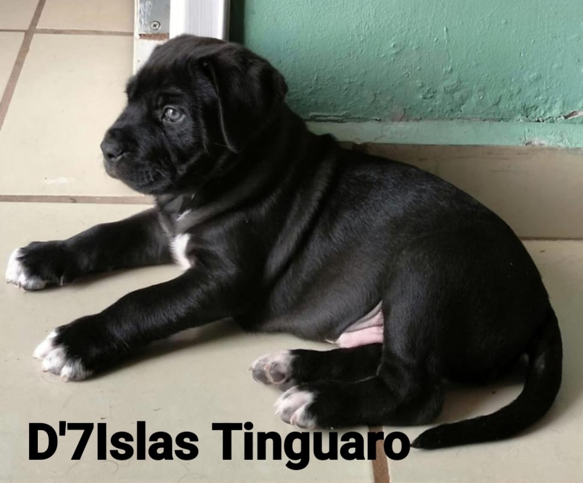 D'7islas tinguaro , perro de presa canario