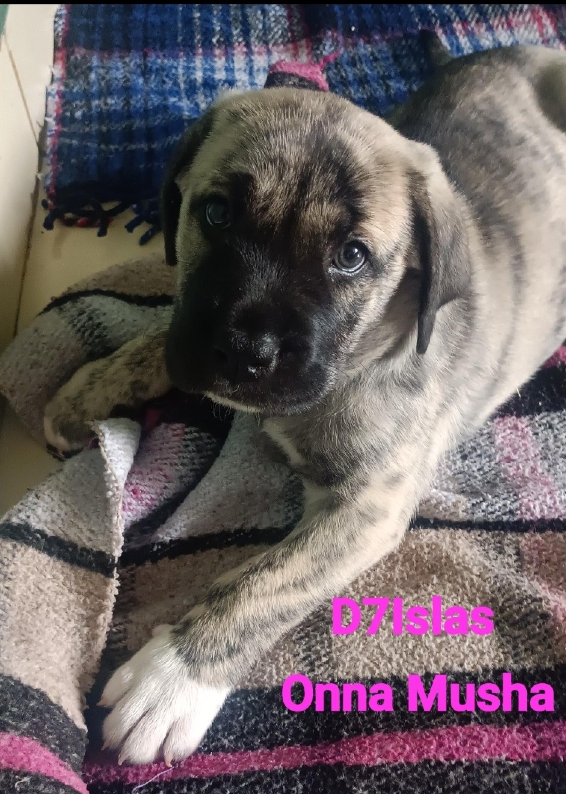 D'7islas onna musha , perro de presa canario