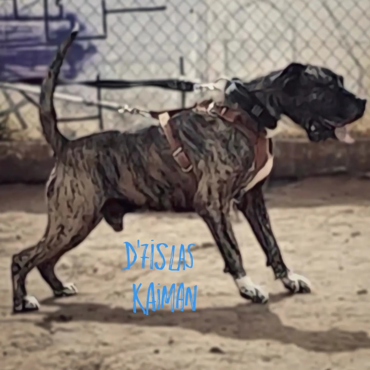 D'7islas Kaiman , perro de presa canario