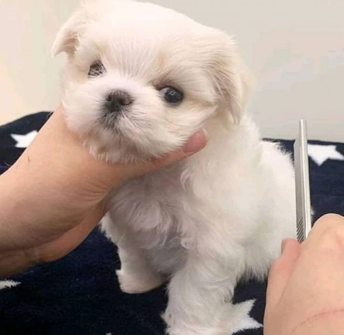 adorable puppy for sell