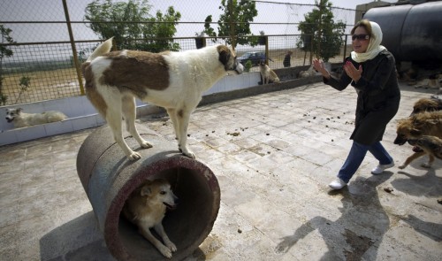 Iranian dog lovers dodge cleric's fatwa on dog ownership