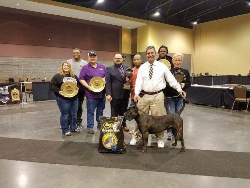 Elite Guardian Presa - Presa Canario Puppies
