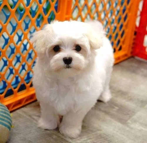 adorable puppy