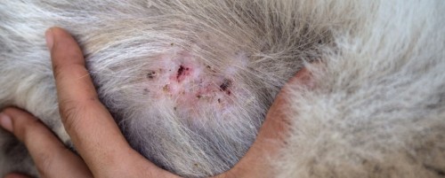 What to do About Dermatitis in Dogs
