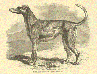 Irish Wolfhound